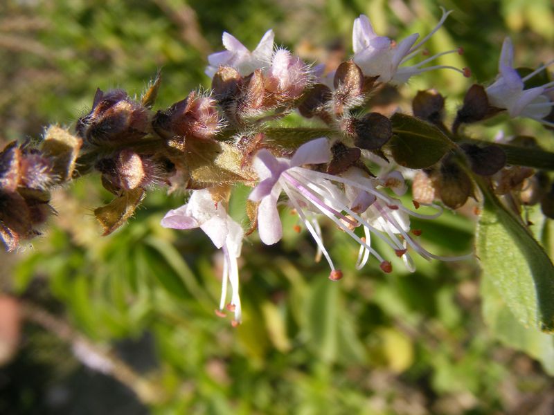 Ocimum kilimandscharicum eFlora of India